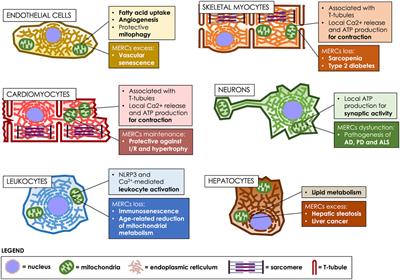 The aging of ER-mitochondria communication: A journey from undifferentiated to aged cells